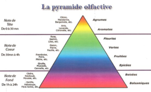 comment choisir son parfum à l'aide de la pyramide olfactive