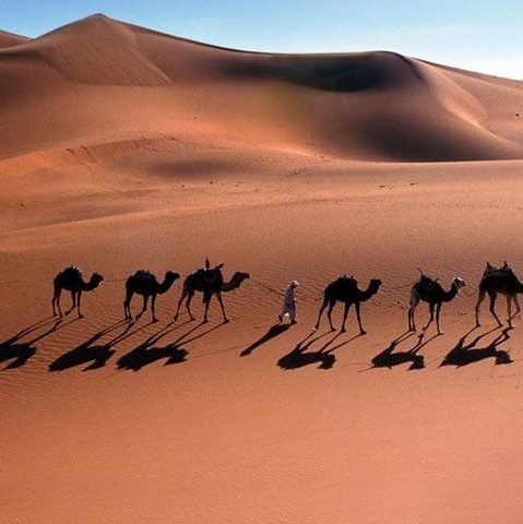 Dromadaire du désert saharien
