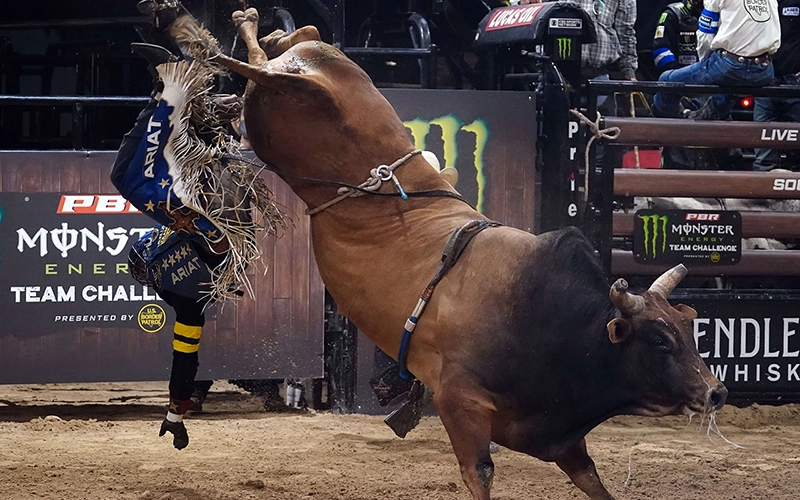 bull riding sports les plus dangereux