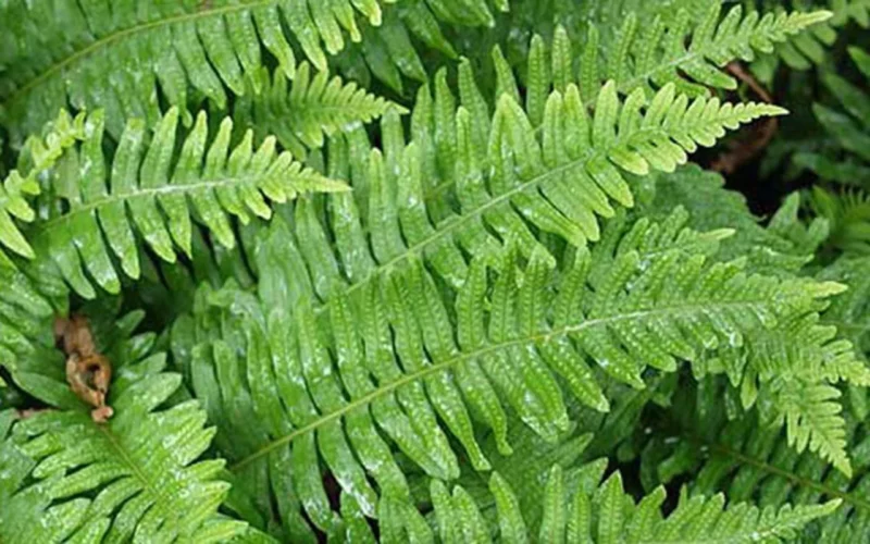 Polypodium leucotomos