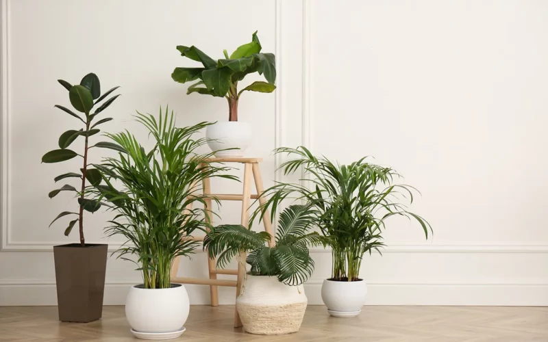 astuces insonorisation plantes